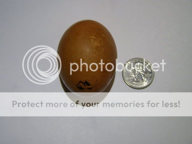 egg002.jpg