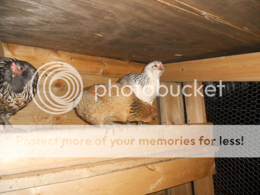 DSCN2718.jpg