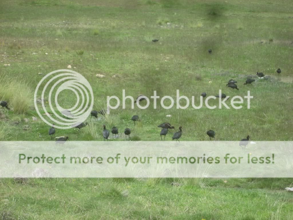 1ibis.jpg