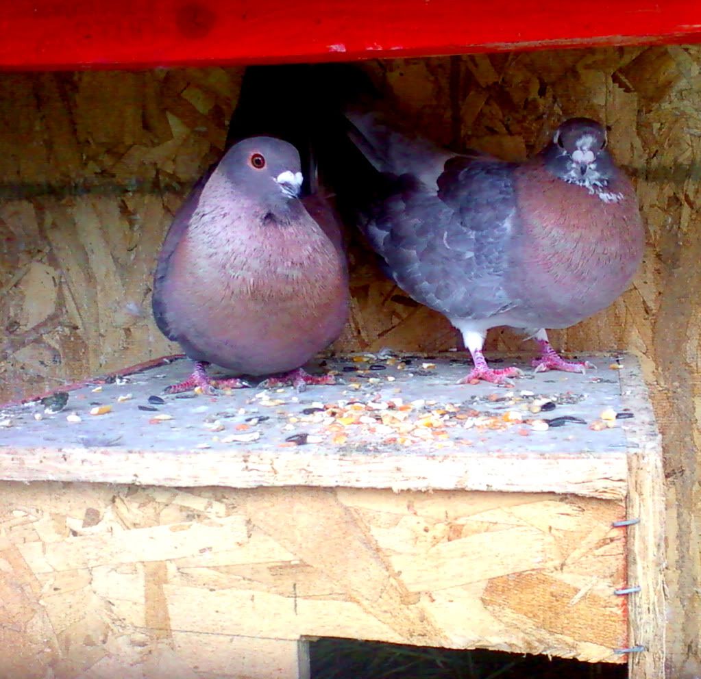 swifts2.jpg