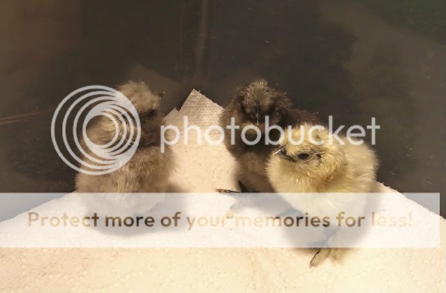 MyThreeSilkies.jpg