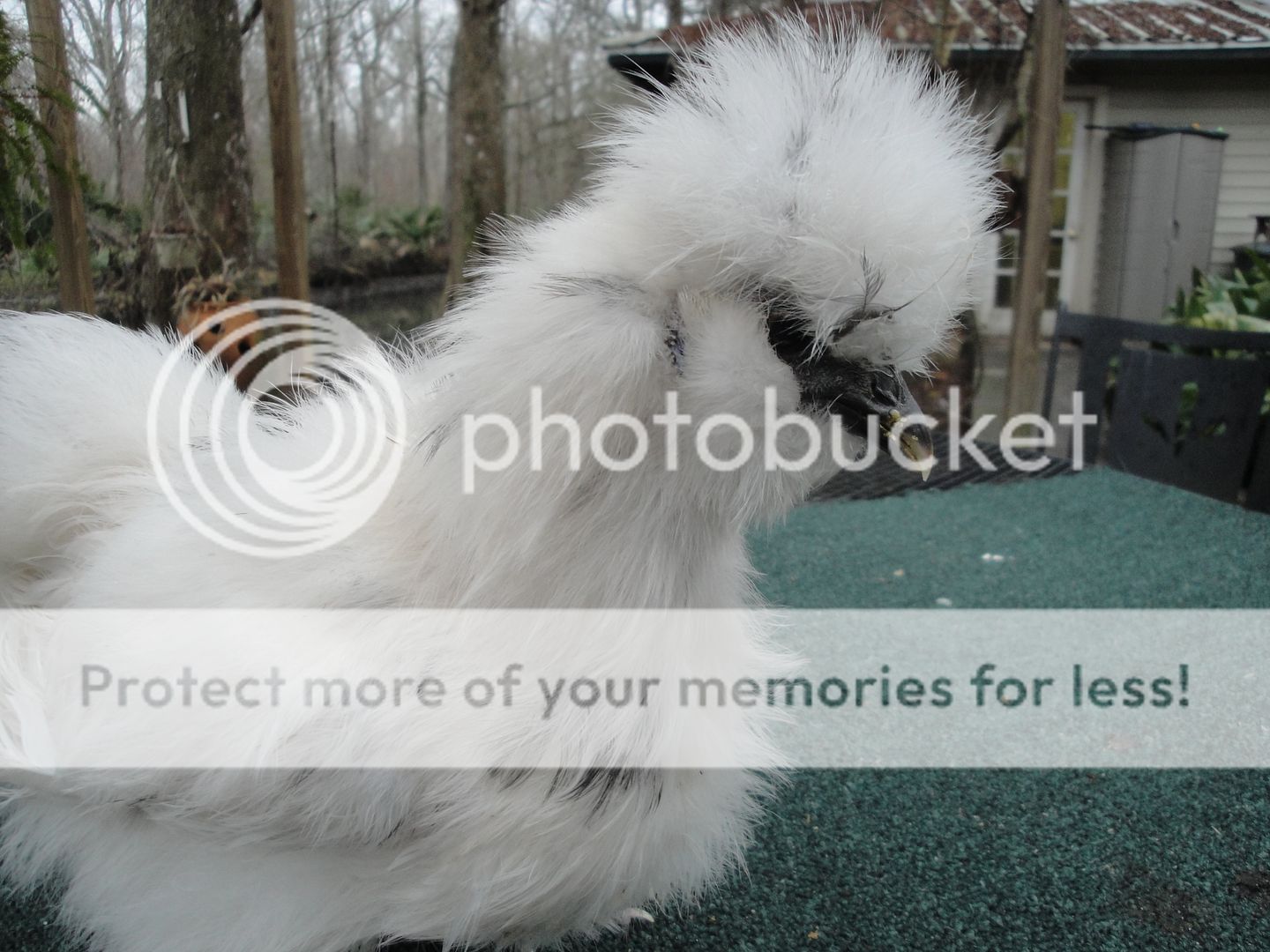 silkieandouille020.jpg