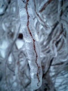 icestormbigtreebranch.jpg