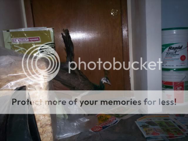 009-8.jpg
