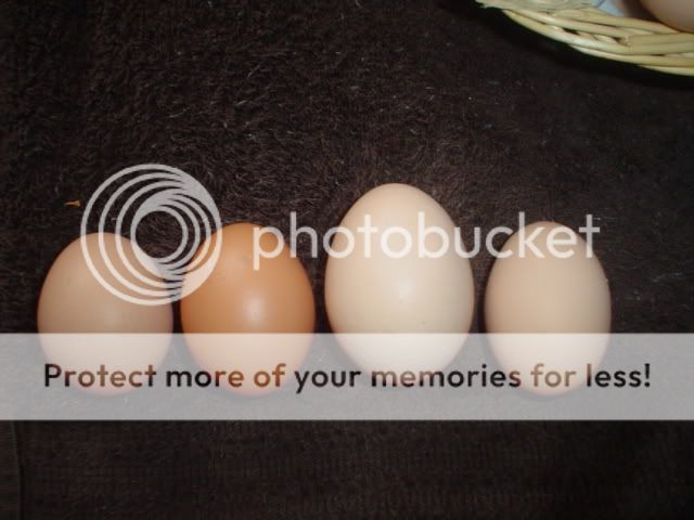 hugeegg.jpg