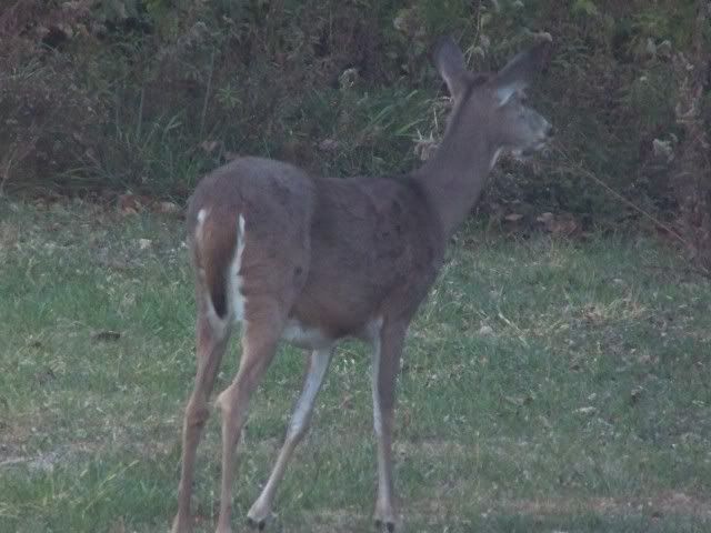 deer015-1.jpg