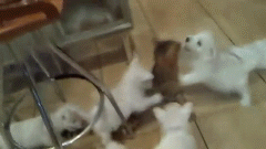funny-pack-of-dogs-savaging-a-cat.gif