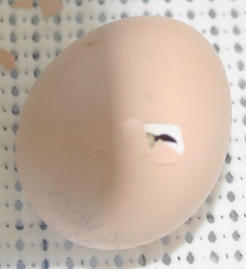 egg1-1.jpg