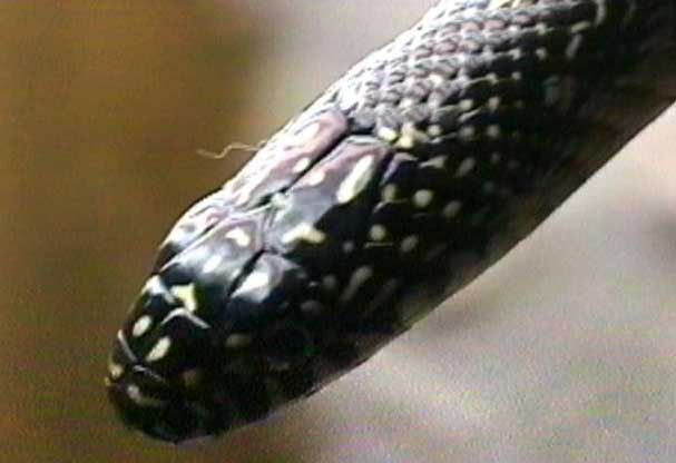 SpeckledKingHead.jpg