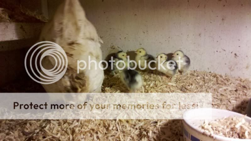 2011-11-08_18-47-26_936.jpg