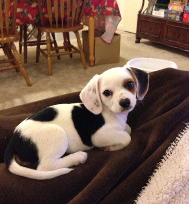 cross-breed-dog-52__605.jpg