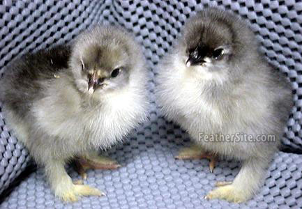 BlueCochinChix.JPEG