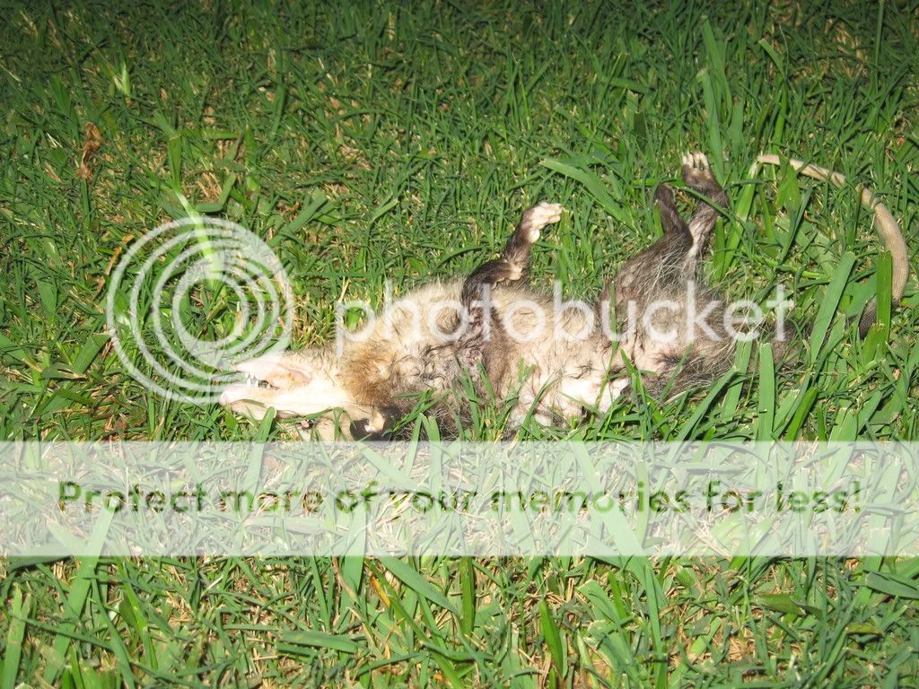 chickens048.jpg
