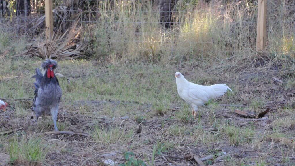 turkeys030.jpg