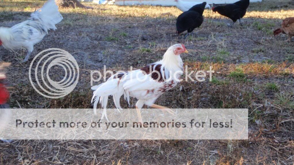 turkeys024.jpg