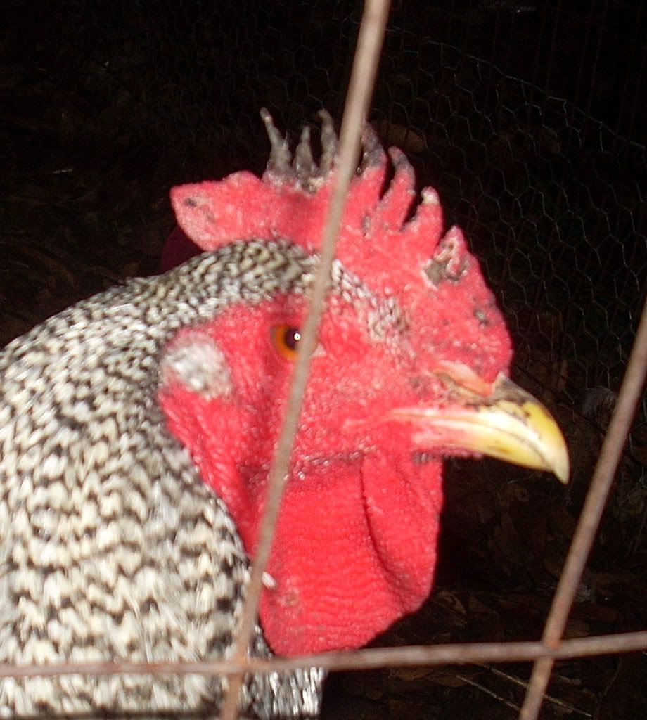 DSCN2212.jpg