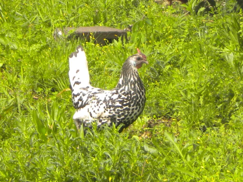 chickenpics004.jpg