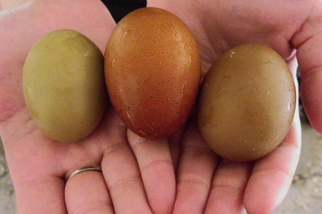 900x900px-LL-a3df3407_45258_olive_brown.jpeg