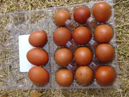 todaysBCMeggs.jpg