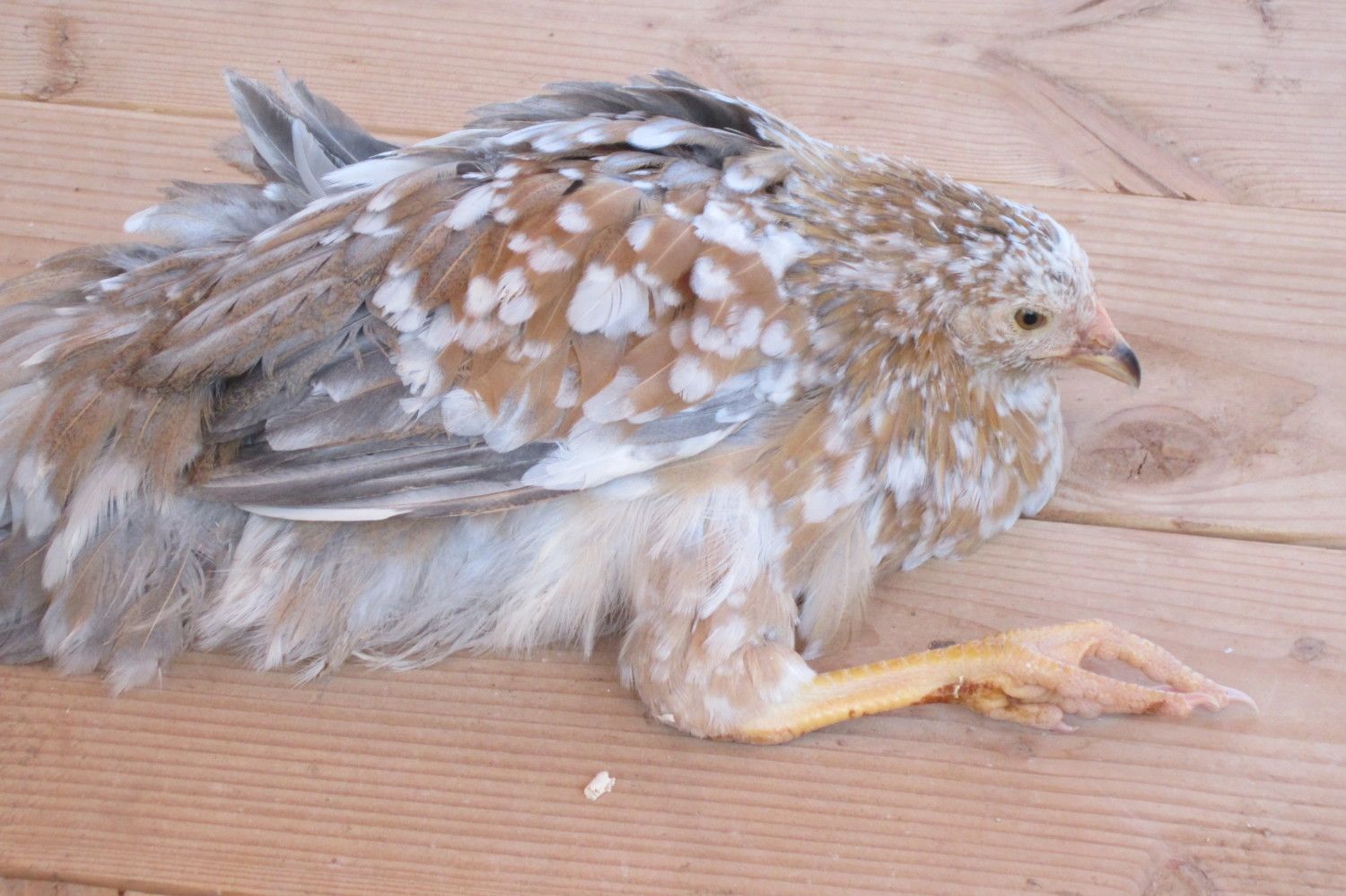 240x240px-LM-cf5d3d68_SFHJan22012021.jpeg