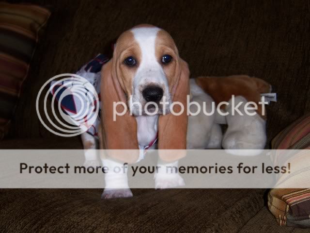 Ryanspuppy001.jpg