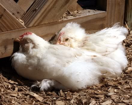 FavSnooze.jpg