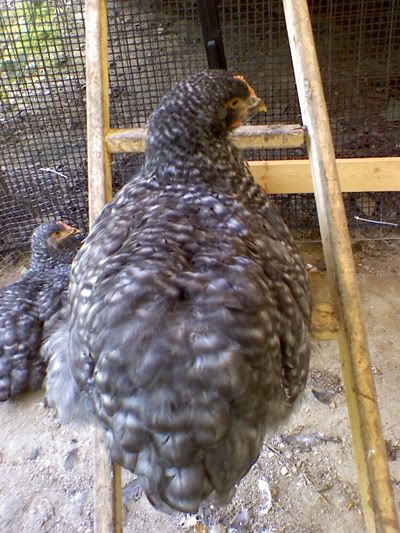 cochins7.jpg