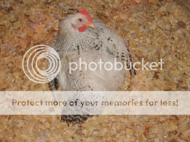 flock2-18-10079.jpg