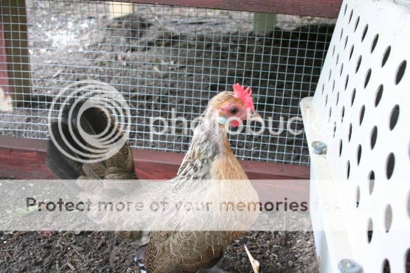 chickens003.jpg