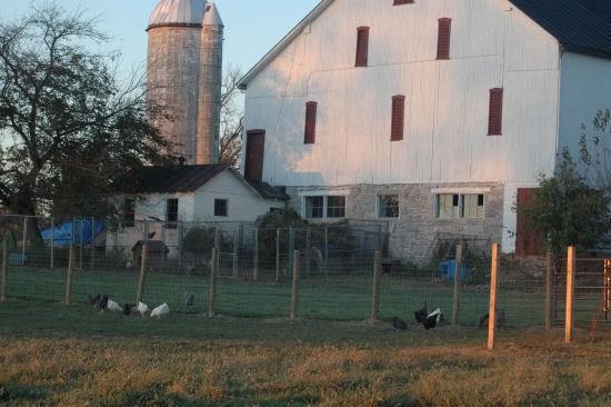 Barnchickens1.jpg