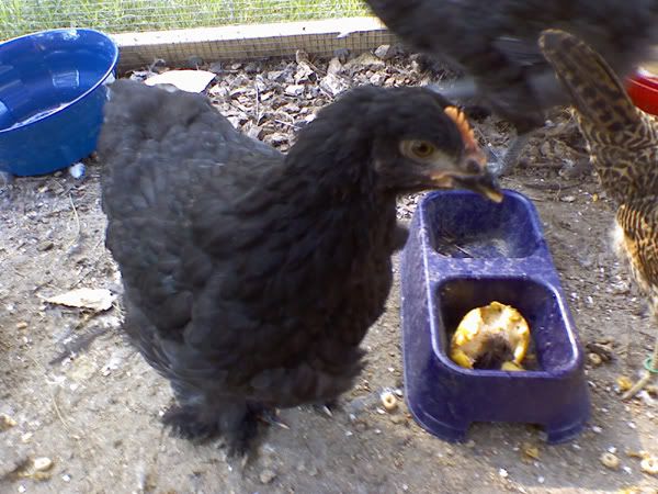 blackcochins3.jpg