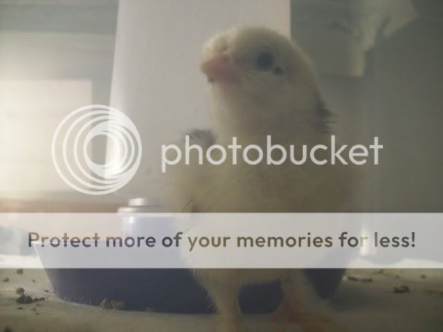 chick017.jpg