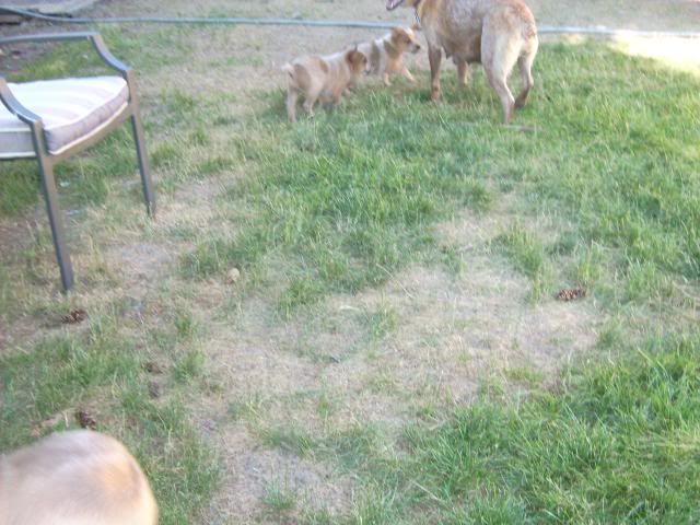 puppypics093.jpg