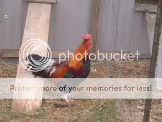 Chickiepics12-08033.jpg