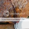 P1010302-1.jpg