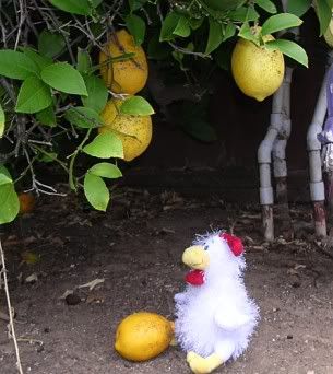 Lemon2.jpg