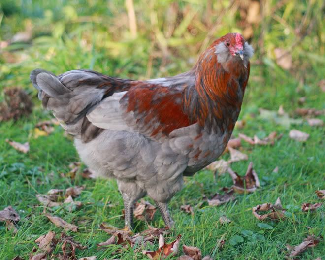 oeroo2.jpg