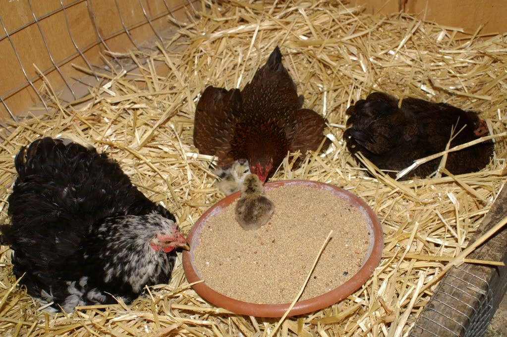 mychickens065.jpg