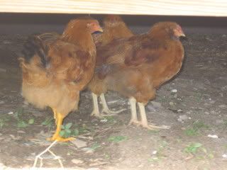 IMG_0861.jpg