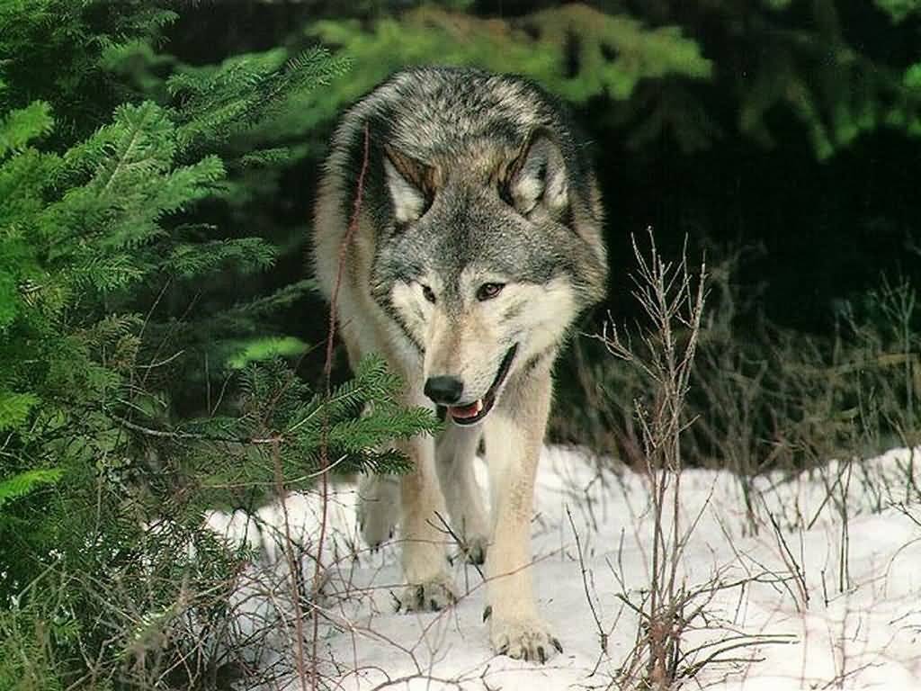 wolf-in-forest.jpg