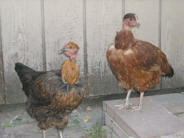 DSCN0975.jpg