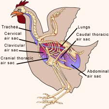 chicken-airsacs.jpg