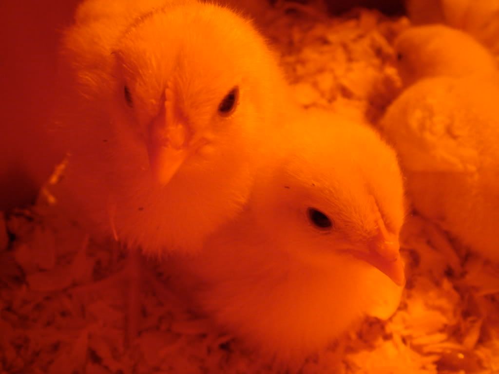 DSC01314.jpg