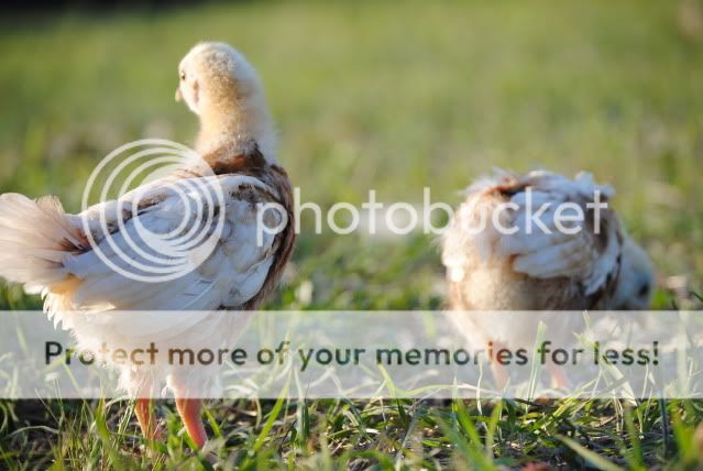 chicks5.jpg