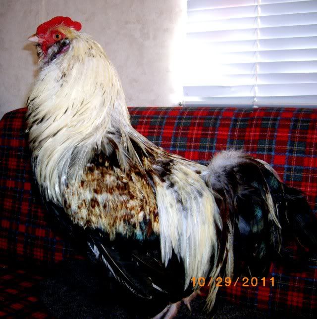 Imgp0479.jpg