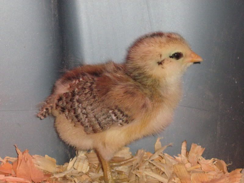 Chicks002.jpg