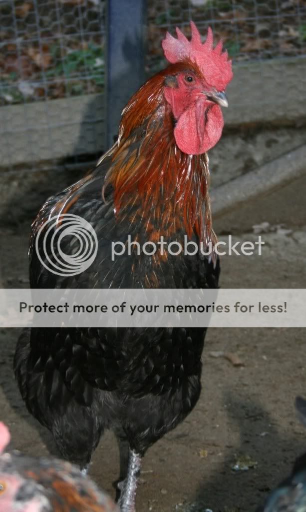 Rooster4.jpg