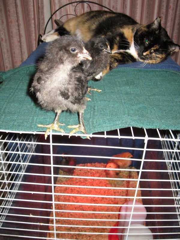Chickies071.jpg
