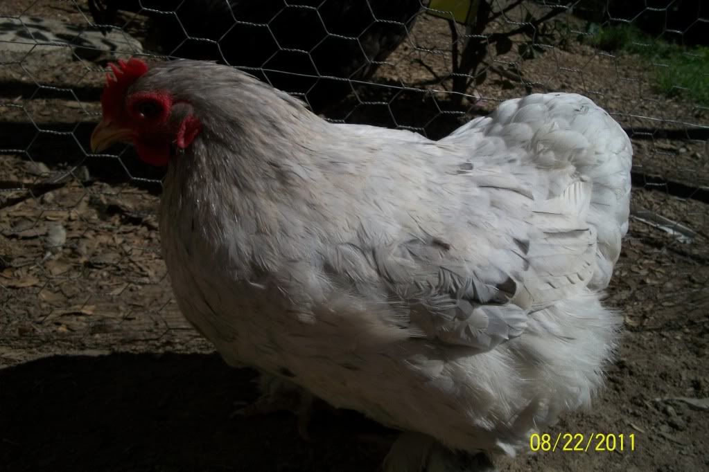 newchickensatmoms179.jpg