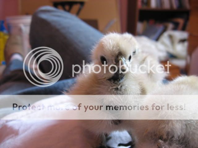morechicks024.jpg
